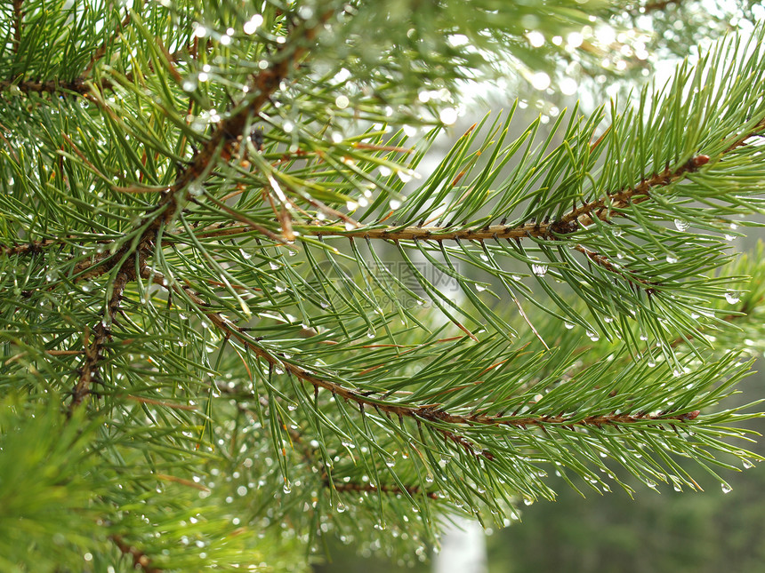 针上滴药绿色针叶野生动物季节荒野太阳松树植物图片