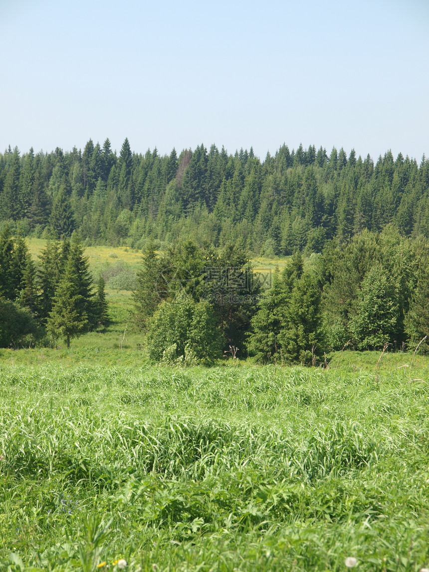夏季木柴毛皮木头白色蓝色天空桦木花朵绿色季节植物图片