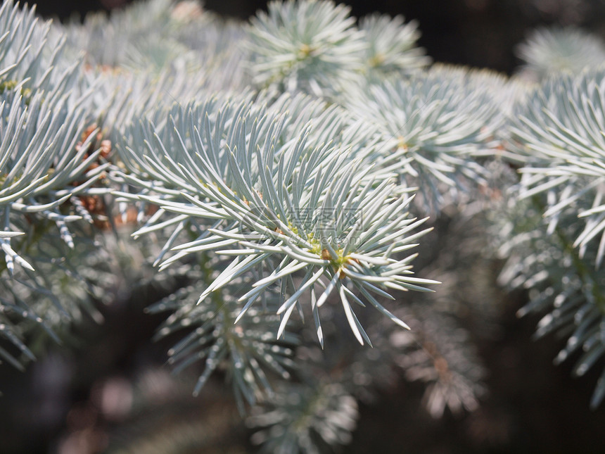 蓝淡植物学植物多刺绿色反射花园木头银色云杉季节图片
