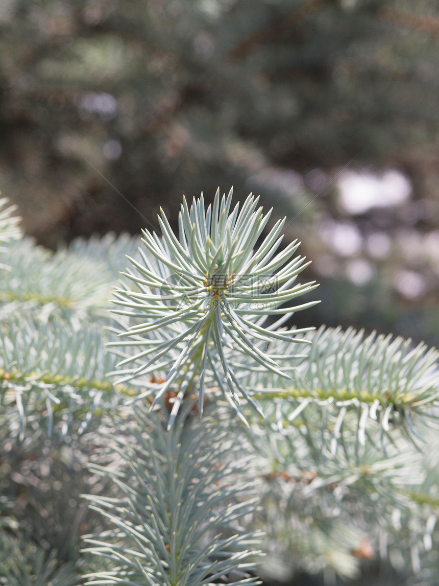 蓝淡叶子云杉季节植物木头银色多刺反射绿色植物学图片