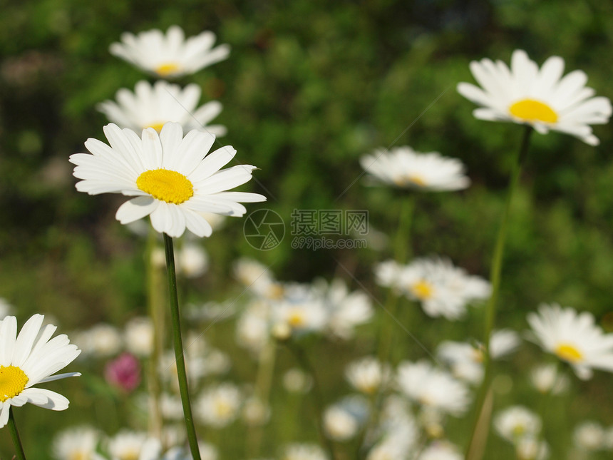 喀麦隆花瓣荒野光束黄色太阳天空植物绿色白色野生动物图片