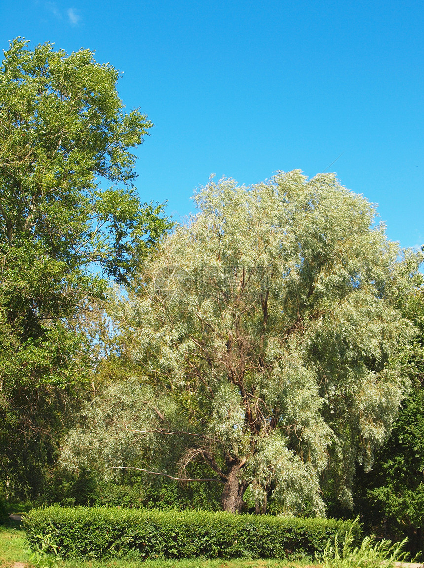 柳城市绿色桦木天空植物银色公园生活建筑学天气图片