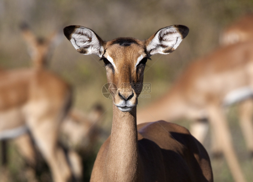 女性伊巴拉博茨瓦纳荒野耳朵警报野生动物羚羊动物图片