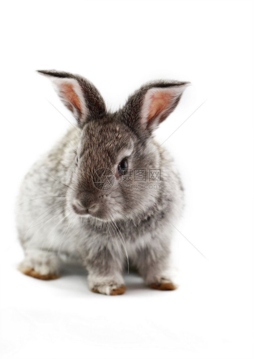 灰兔白色毛皮灰色野兔耳朵乐趣哺乳动物宠物宏观动物图片