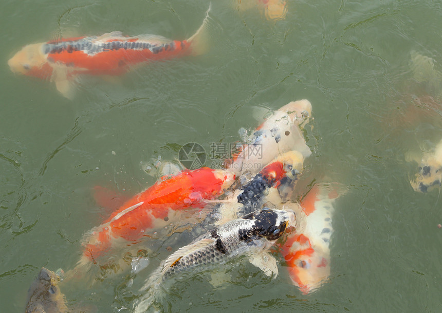 美丽的科伊鱼游泳花园反射团体宠物波纹池塘鲤鱼橙子热带动物图片