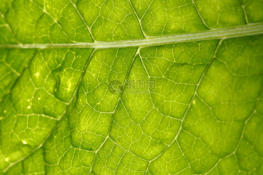 绿叶静脉绿色阴影花园异国生长植物学桦木植物阳光草本植物图片