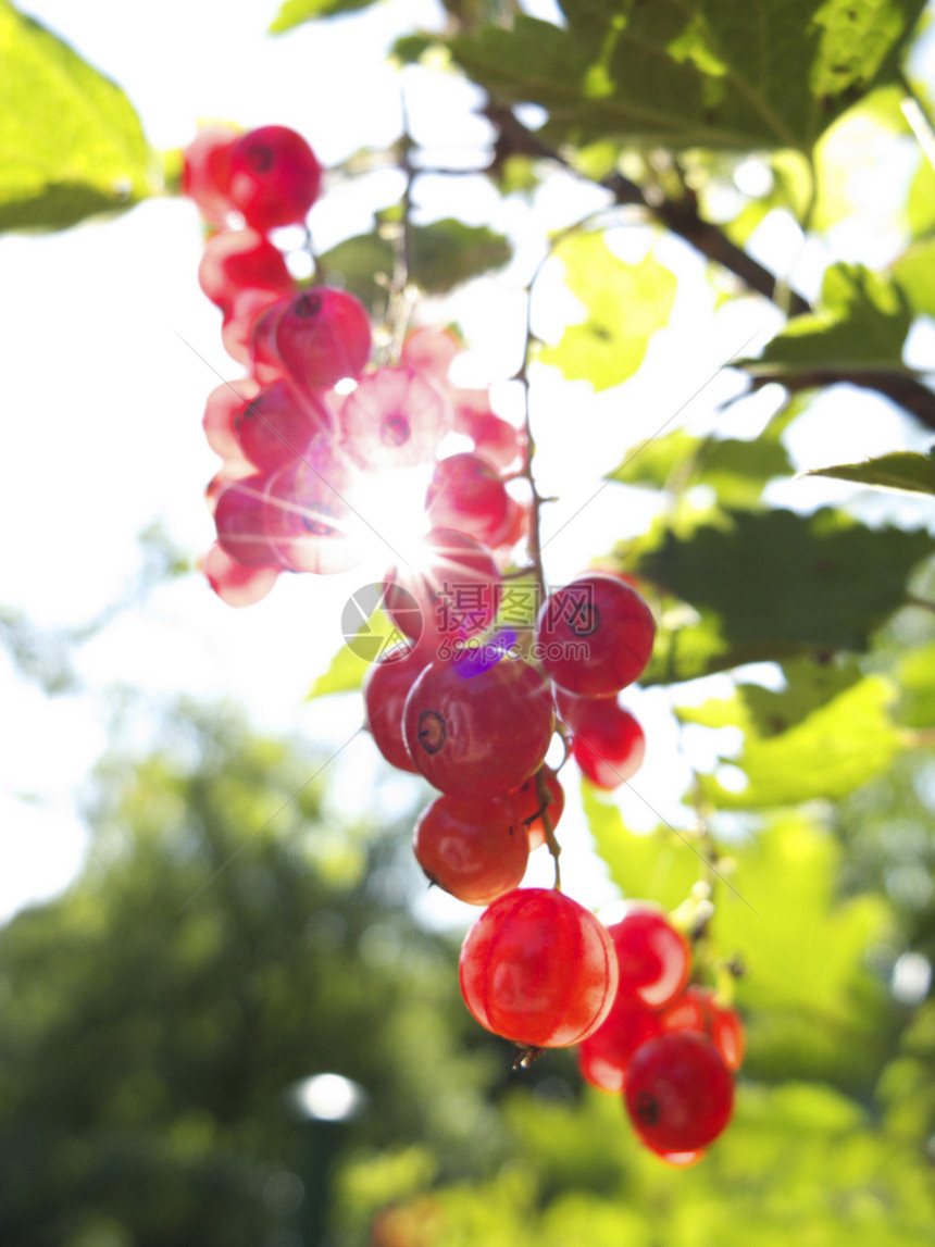 花园里的红花农业衬套植物阳光水果营养叶子绿色醋栗收成图片