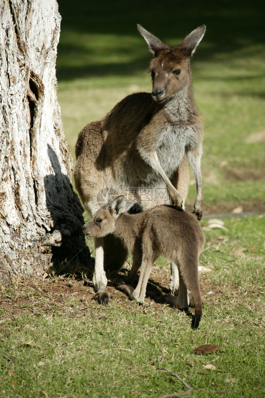 澳大利亚袋鼠耳朵斗争动物园环境旅行小袋动物群野生动物红色哺乳动物图片