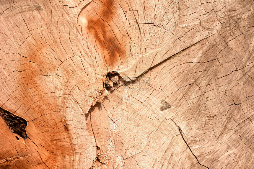 剪切树干照片桌子白色棕色木板边界圆圈松树植物历史图片