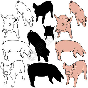 收集猪猪肉母猪曲线家畜农场火腿收藏手绘小猪哺乳动物动物背景图片