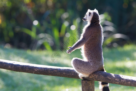 环尾狐猴Lemur catta荒野尾巴黑与白濒危警报动物园动物野生动物灵长类条纹背景