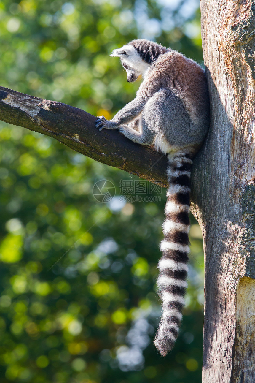 环尾狐猴Lemur catta灵长类哺乳动物尾巴荒野警报条纹野生动物毛皮动物园动物图片