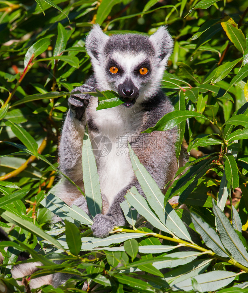 环尾狐猴Lemur catta黑与白卡塔哺乳动物警报尾巴动物园食物条纹毛皮眼睛图片