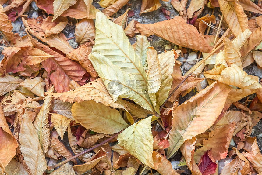 特写秋季假期植物群红色森林黄色花园季节性叶子植物学公园天气图片