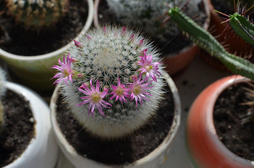 花朵仙人掌植物群植物粉色照片玫瑰绿色图片