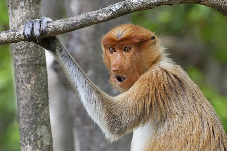 长鼻猴异国情调有趣的高清图片