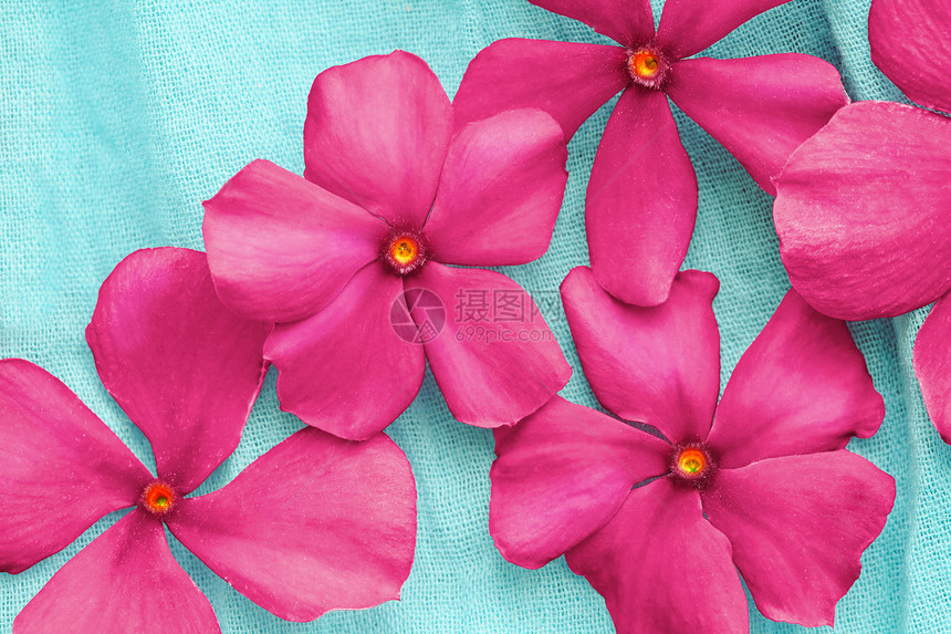 蓝色粉红色花朵团体纺织品紫色绣球花织物植物宏观花瓣粉色图片