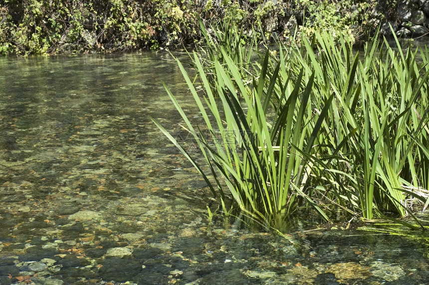 河流 水晶水石头茶点树木溪流植物荒野美丽太阳叶子风景图片
