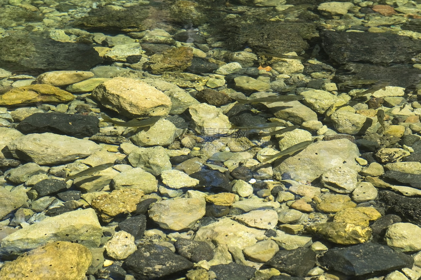 河流 水晶水石头岩石瀑布风景美丽溪流树木荒野叶子环境图片