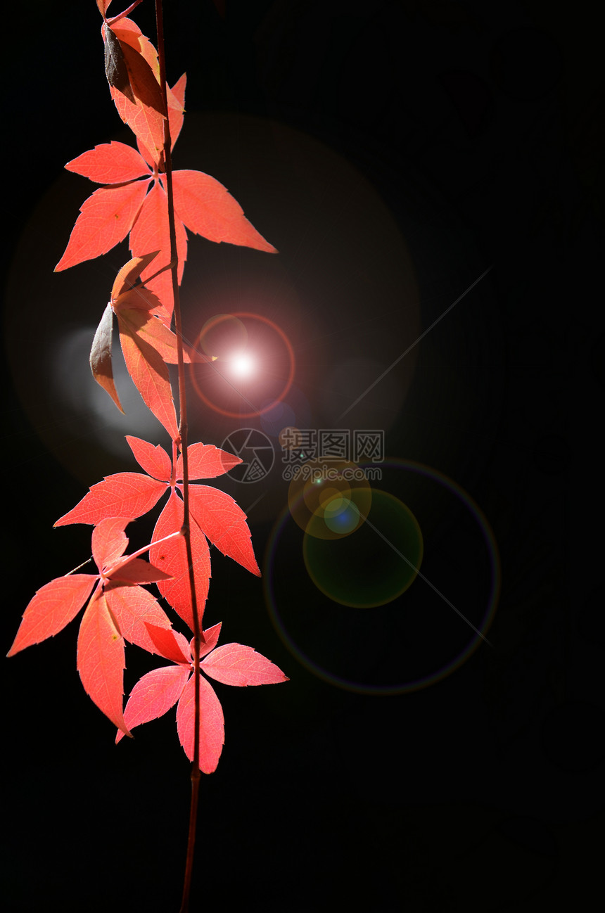 秋季假期黑色叶子树叶红色季节植物图片