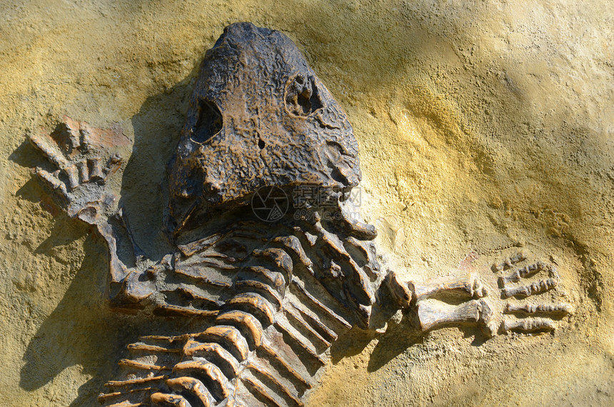 锡摩利亚爬虫考古学恐龙矿物新石器化石石器遗迹地质学蜥蜴图片