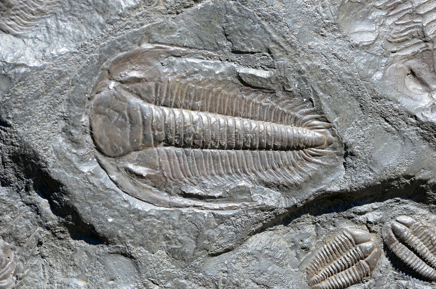 化石三叶三叶虫石头页岩生物学古生代岩石古生物学海洋地质学科学图片
