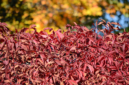 秋季假期黄色树叶植物叶子季节红色背景图片