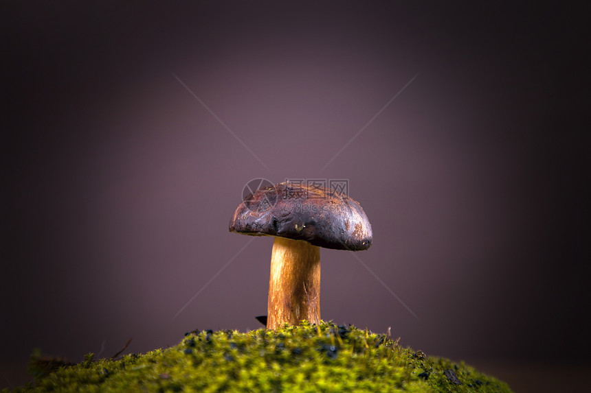 单蘑菇食物帽子身体植物照片苔藓篮子季节蔬菜小吃图片