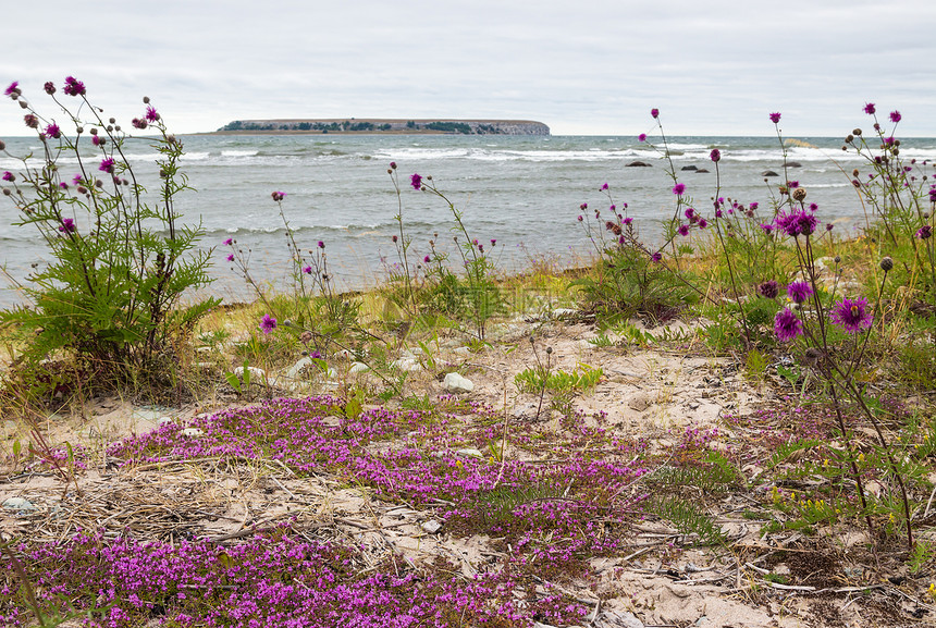 瑞典高特兰的美丽自然图片