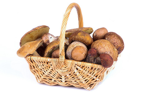 森林蘑菇食用菌素食棕色宏观白色黄色橙子蔬菜美食家柳条背景图片