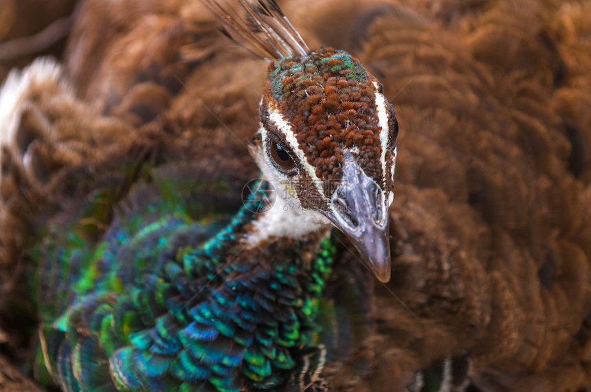 一名女性孔雀的近身镜头男性野生动物绿色蓝色动物图片