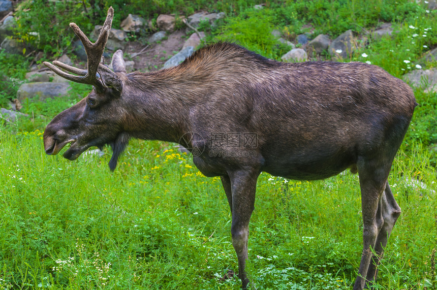 Moose 缝合驼鹿动物哺乳动物棕色男性鹿角绿色荒野图片