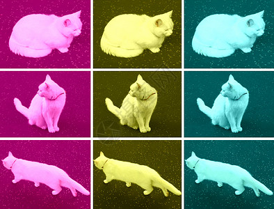 流行艺术猫青色插图小猫拼贴画黄色白色背景图片
