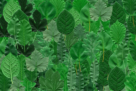 树叶拼贴榛子核桃叶子植被植物绿色橡木背景图片