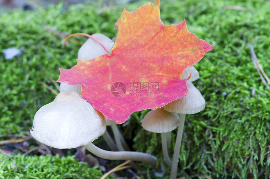 林中野生森林蘑菇的图片图片