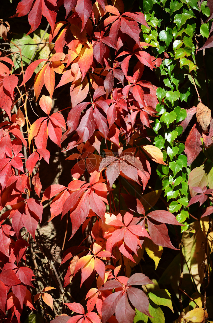 秋季假期绿色红色植物树叶叶子季节图片