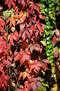秋季假期绿色红色植物树叶叶子季节背景图片