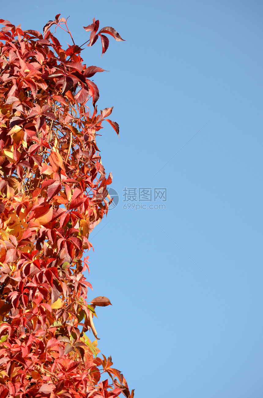带文字空间的彩色秋叶季节蓝色树叶叶子红色天空植物橙子图片