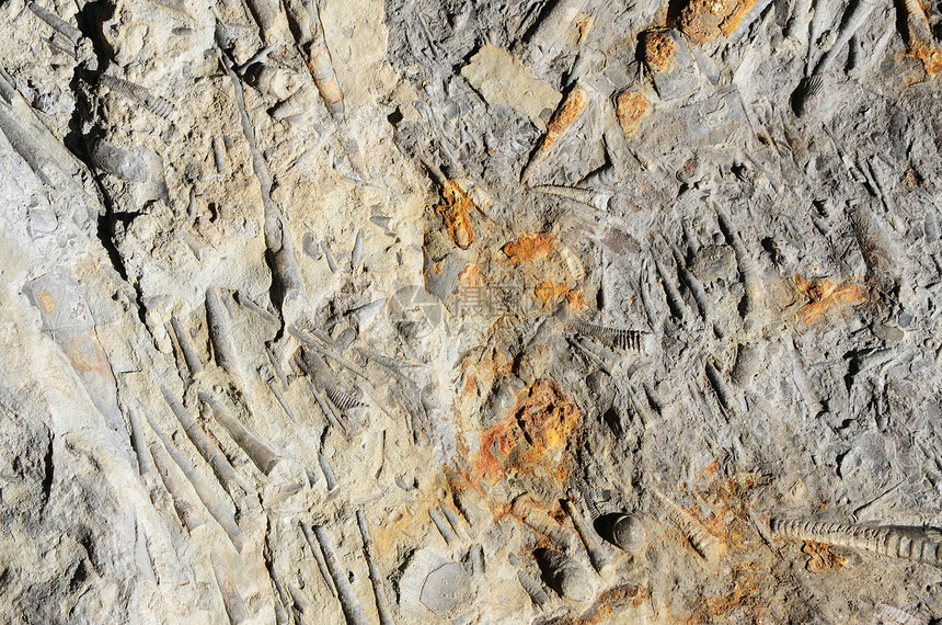 化石地质学螺旋沉积历史烙印质感动物头足类海洋矿化图片