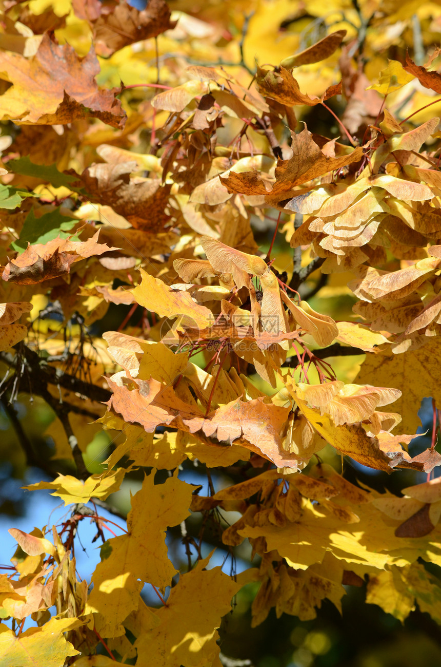 秋季假期叶子黄色红色植物树叶季节图片