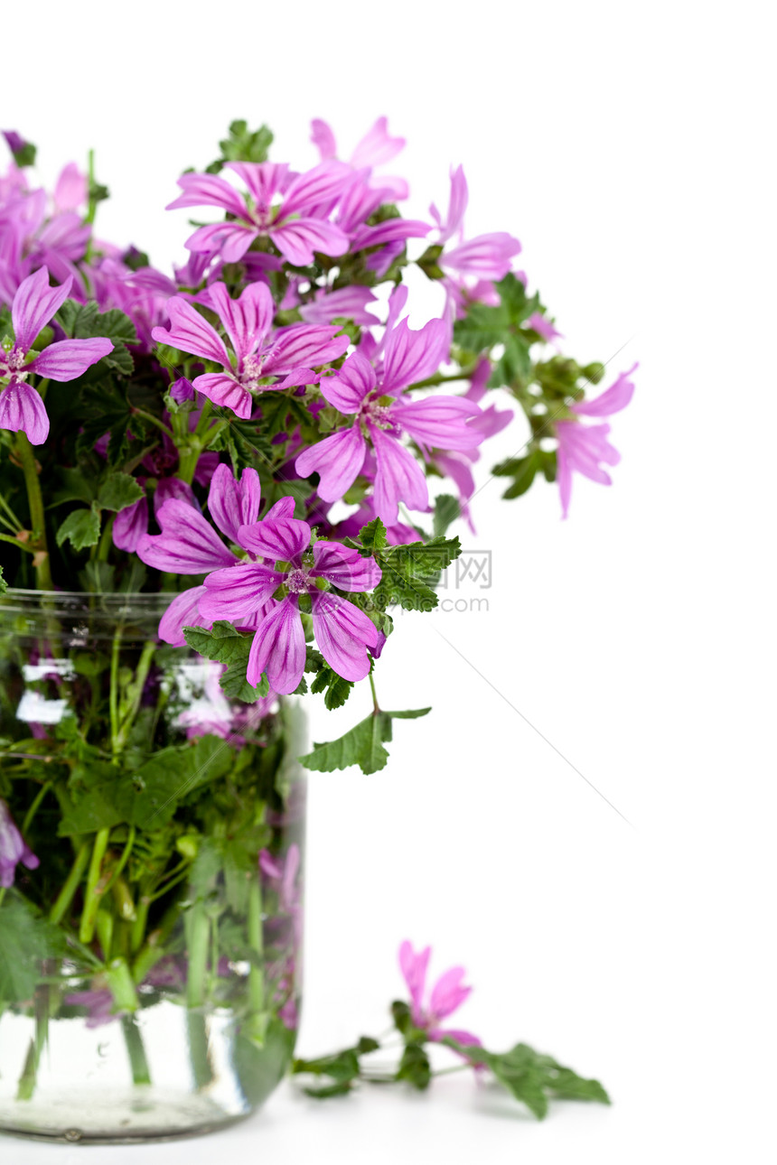 玻璃罐中的野生紫花花生活按钮生长紫丁香花店植物玻璃花束叶子花瓣图片