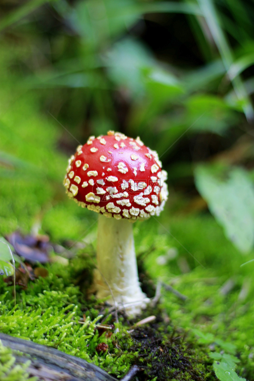 夏季森林中生长的红毒蘑菇常委木头海绵菌盖毒蝇中毒红色季节危险孤独图片
