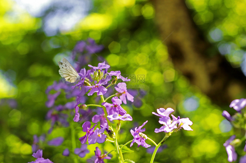 夏日草原上的青花蝴蝶动物花园昆虫生物季节翅膀场地生物学野生动物蓝色图片