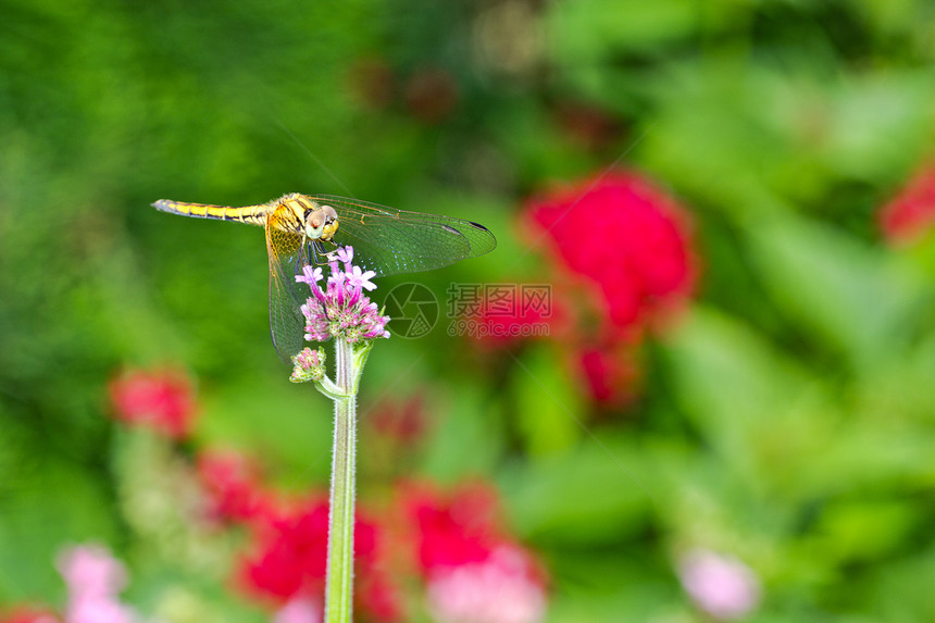 龙生活昆虫动物花瓣植物动物学花园花粉蜻蜓宏观图片