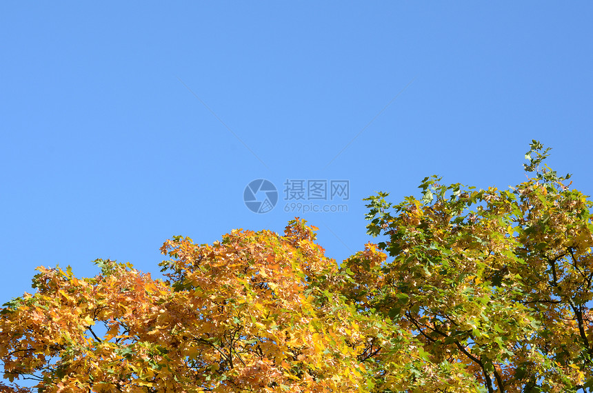 带文字空间的彩色秋叶季节红色植物叶子黄色树叶图片