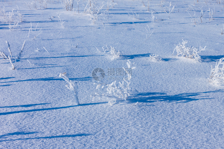 下雪时 青草被冰冻的霜覆盖太阳灌木新年国家强光雪花公园树枝森林场地图片