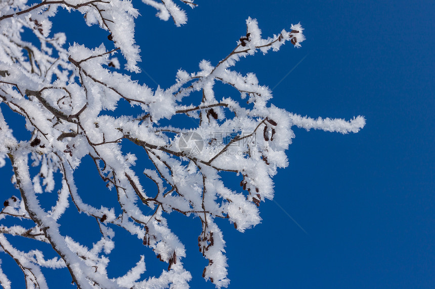 特写寒雪树的枝叶磨砂蓝色季节分支机构冻结天气降雪窗户薄片水晶图片