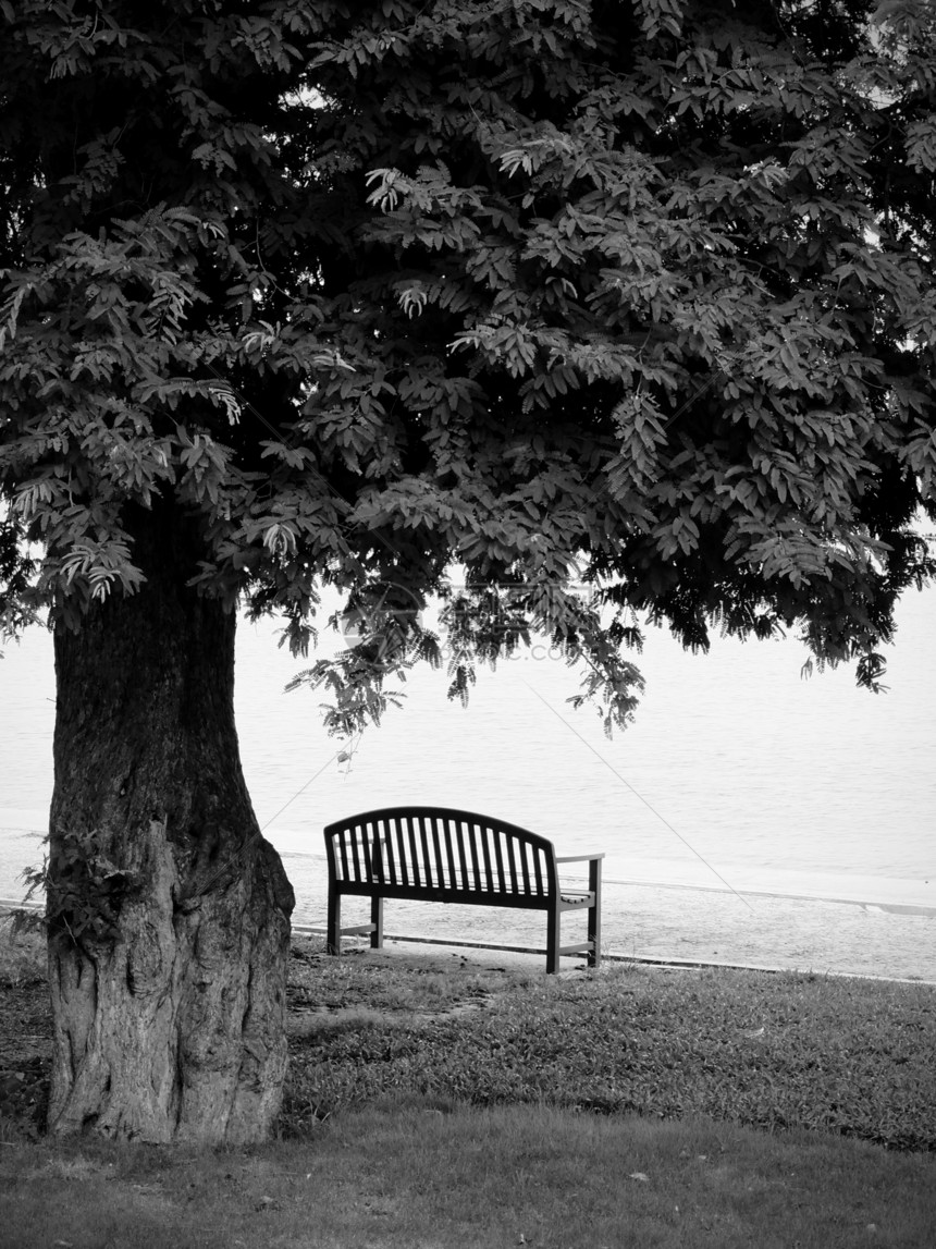 黑白的孤单公园长椅孤独寂寞白色黑色森林场景座位草地乡村季节图片