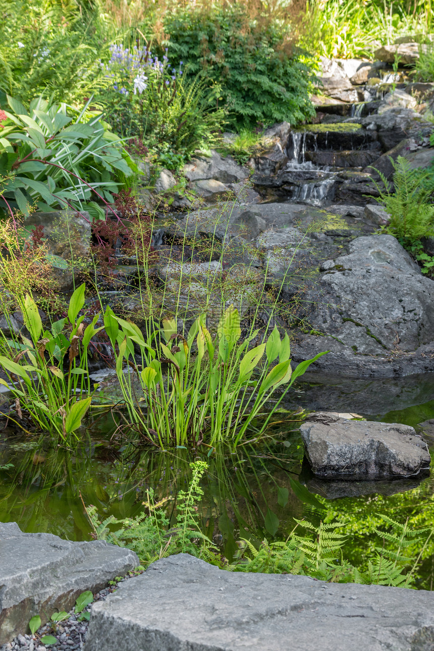 装饰石头和水生植物的花园图片