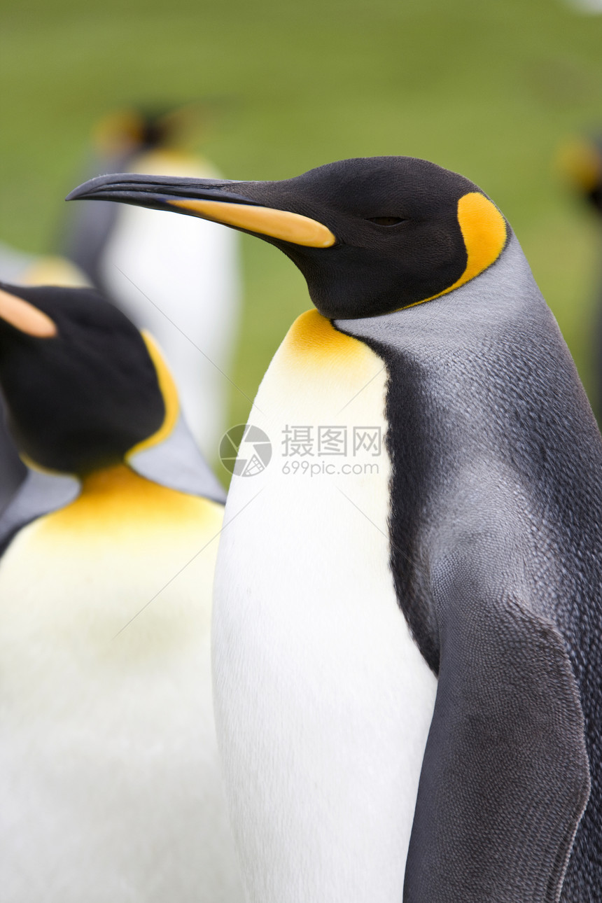 企鹅王 - 福克兰群岛图片